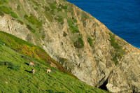 California Coast