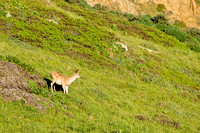 California Coast