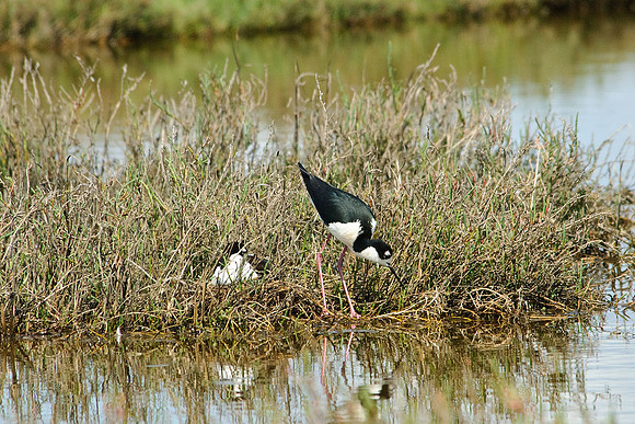 Black-necked Stilt