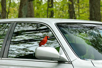 Cardinal