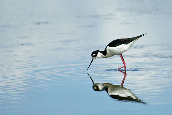 Black-necked Stilt
