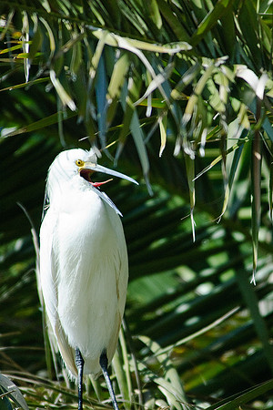 Snowy Egret