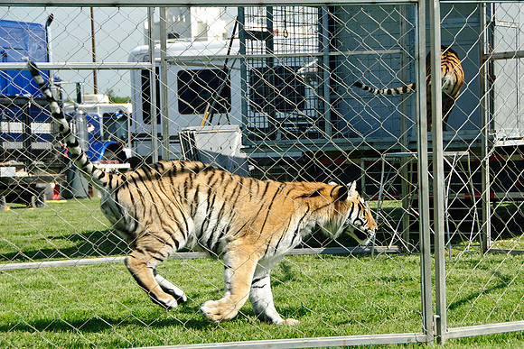 Cole Brothers Circus