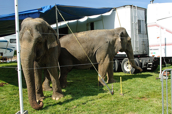 Cole Brothers Circus