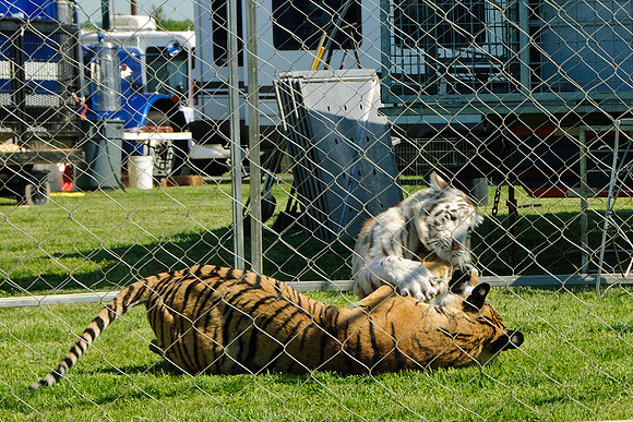 Cole Brothers Circus