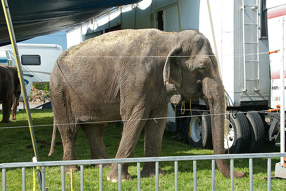 Cole Brothers Circus