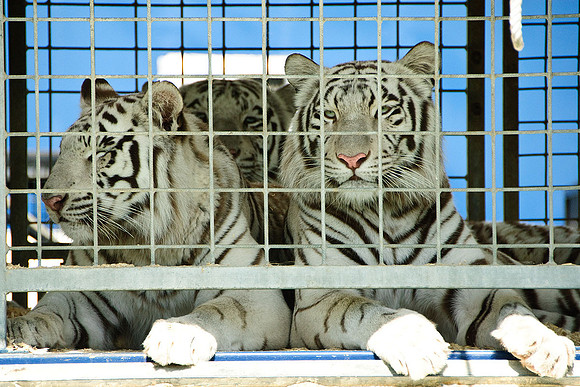 Cole Brothers Circus