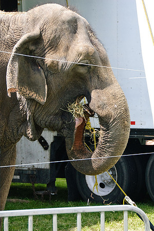 Cole Brothers Circus