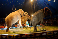 Cole Brothers Circus