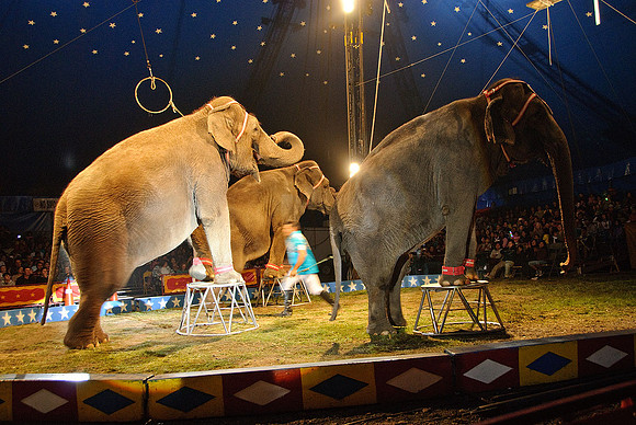 Cole Brothers Circus
