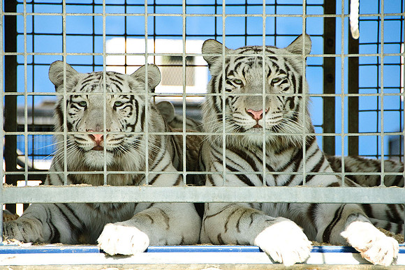 Cole Brothers Circus
