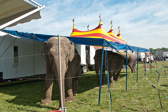 Cole Brothers Circus
