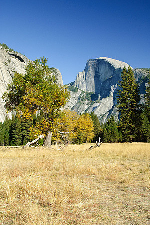 Cook's Meadow and Half Dome