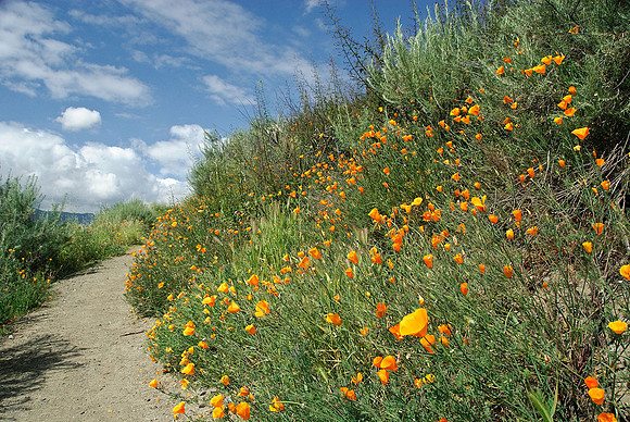 California Poppies