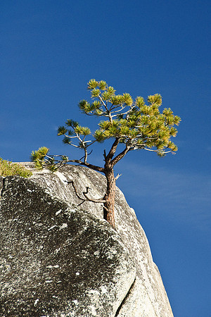 Tioga Road