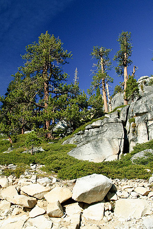Tioga Road