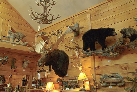 North Country Taxidermy