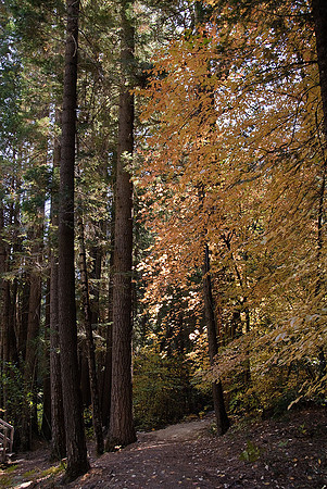 Fall Color Along the Merced River