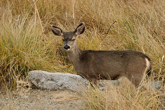 Mule Deer