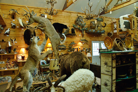North Country Taxidermy