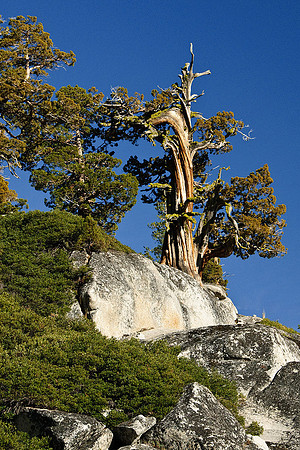 Tioga Road