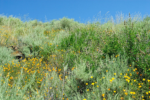 California Poppies