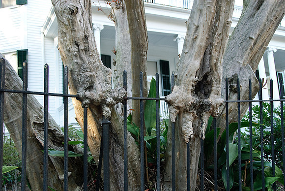 Garden District
