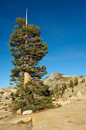 Olmsted Point