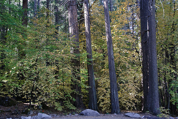 Fall Color Along the Merced River