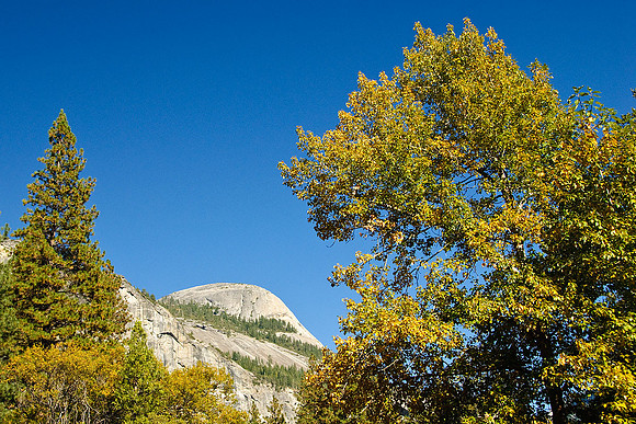 Cook's Meadow