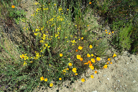 California Poppies