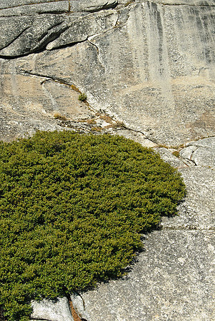 Tioga Road