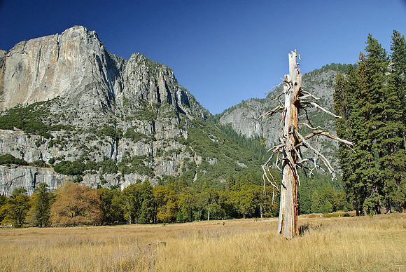 Cook's Meadow