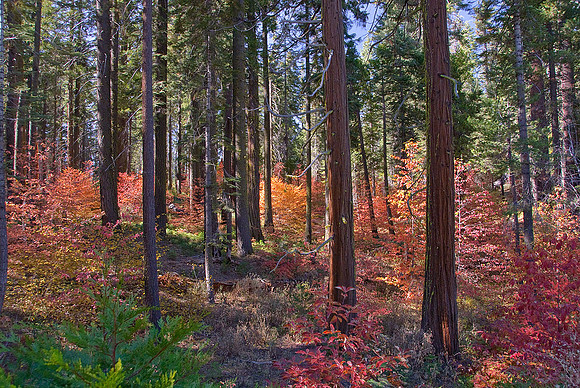 Fall in the Forest