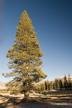Tuolumne Meadows