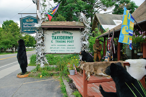 North Country Taxidermy