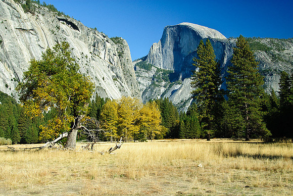 Cook's Meadow and Half Dome