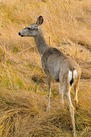 Mule Deer