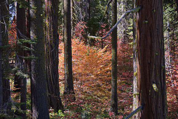 Fall in the Forest