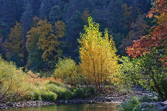 Fall Color Along the Merced River