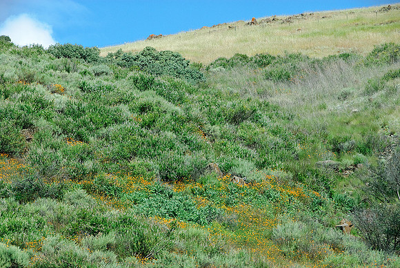 California Poppies