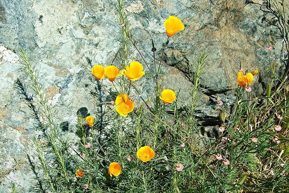 California Poppies