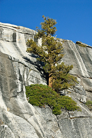 Tioga Road