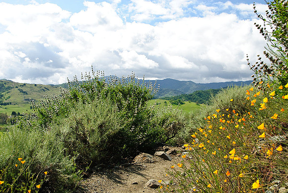 California Poppies