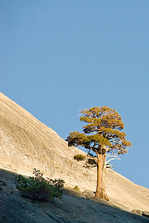 Tioga Road