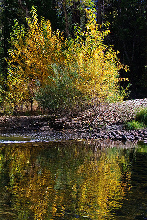 Fall Color Along the Merced River