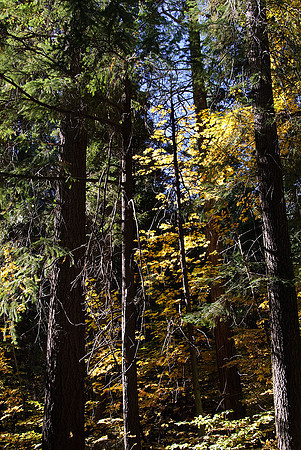 Fall Color Along the Merced River
