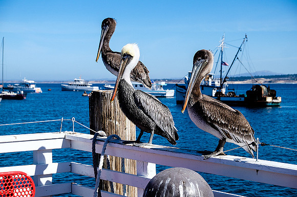 Monterey, CA